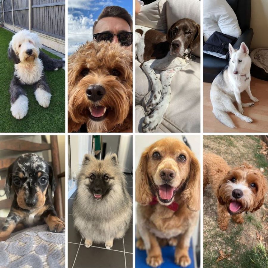 Blog national dog day