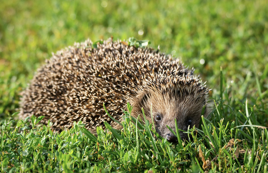 Hedgehog in the grass