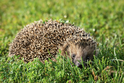 Hedgehog in the grass