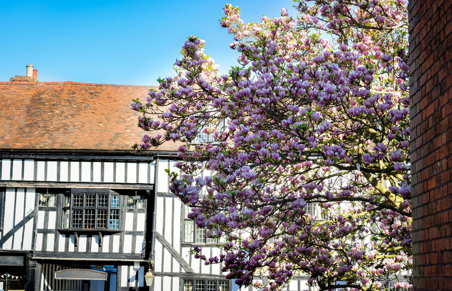 A tree in front of an old English country house in St Albans