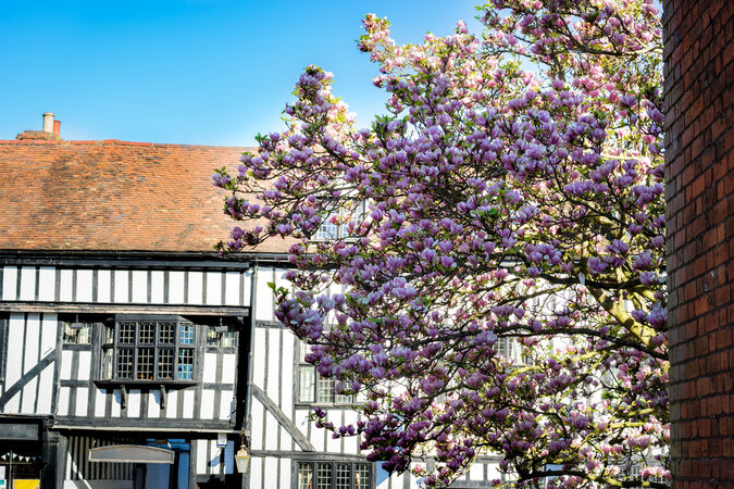 A tree in front of an old English country house in St Albans