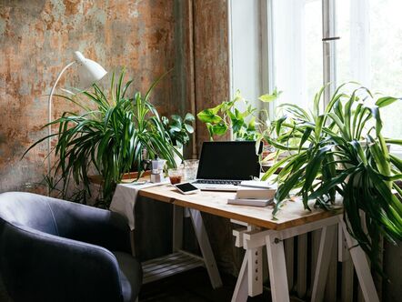 Desk surrounded by green plants